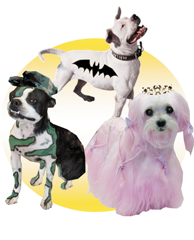pet styling